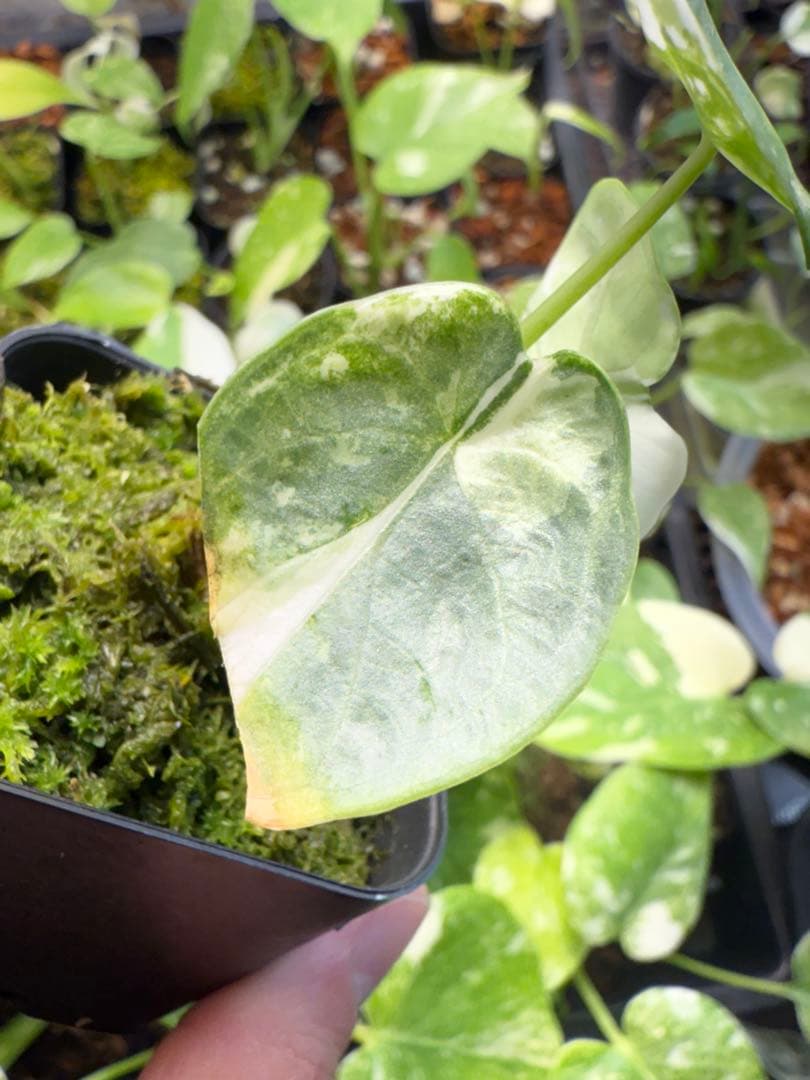 り*く様 希少 アロカシア シルバードラゴン アルボ