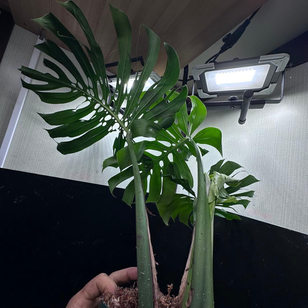 あ*さ様 モンステラデリシオーサマクロコズム超希少系統鉢植え71㎝