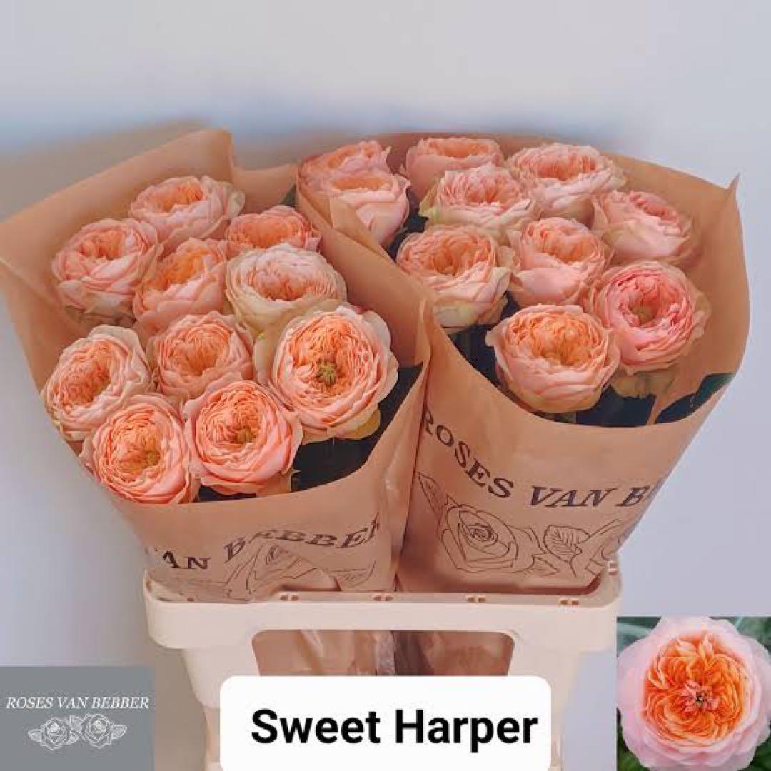 花切品種苗　バラ苗　レアバラ