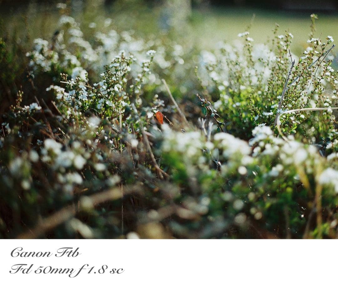 ★完動＊美品＊整備済＊初期保証★canon ftb★作例多数