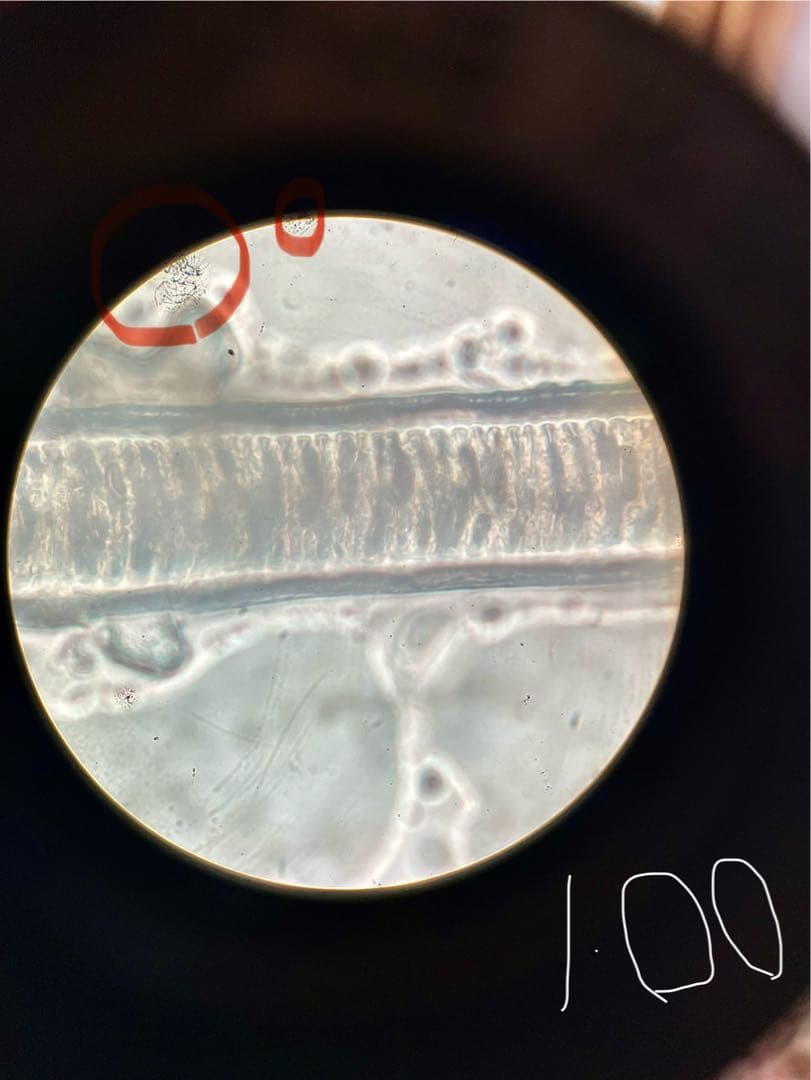 Nikon ニコン　単眼正立明視野顕微鏡　ハードケース+使用説明書付き