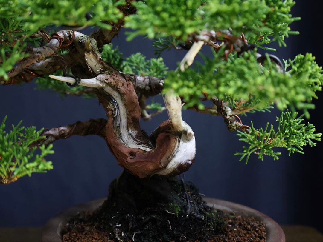 糸魚川真柏　小品盆栽　葉性抜群　盆栽　樹高17cm