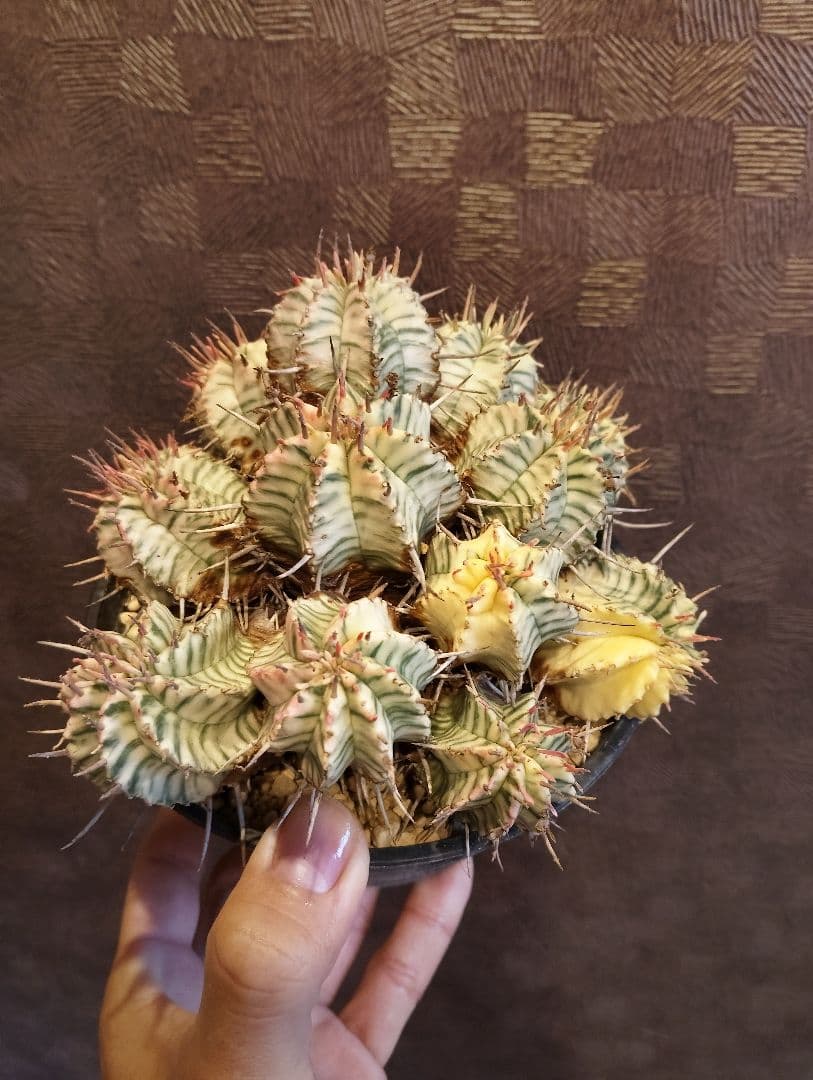 大群生 ユーフォルビア メロフォルミス錦