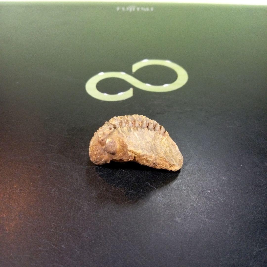 三葉虫　化石　fossil　ボリビア産　trilobite　三葉虫判別④