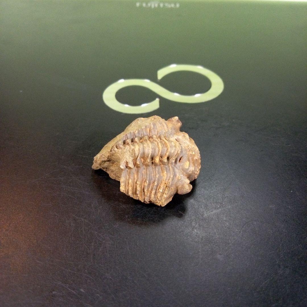 三葉虫　化石　fossil　ボリビア産　trilobite　三葉虫判別④