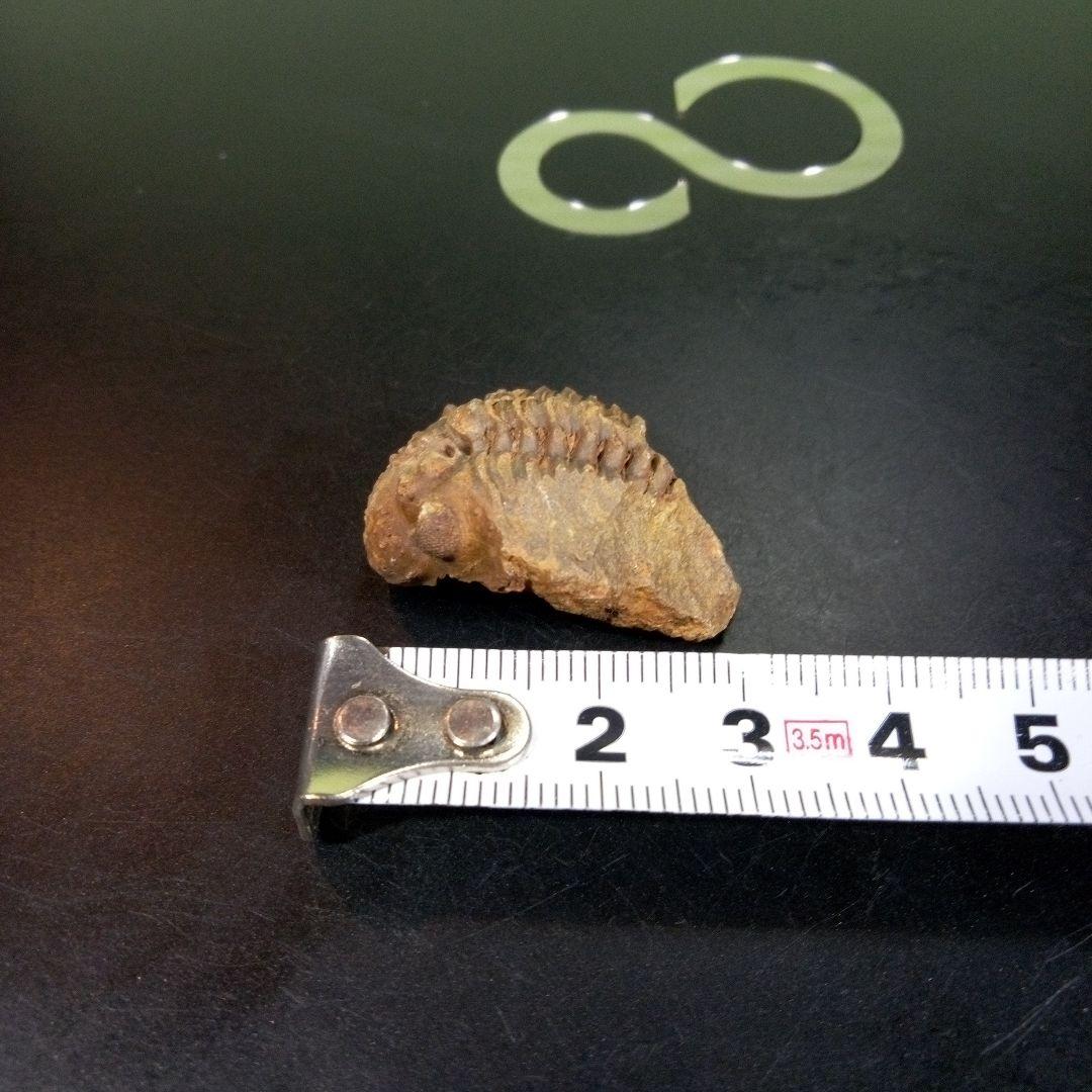 三葉虫　化石　fossil　ボリビア産　trilobite　三葉虫判別④