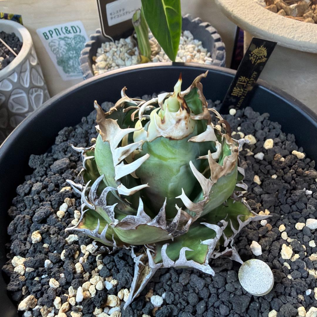 た*ね様 アガベ 5株セット