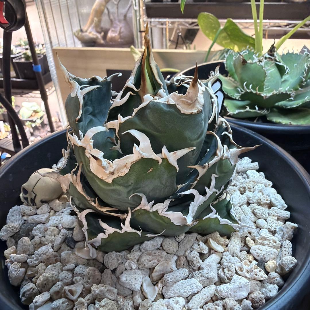 た*ね様 アガベ 5株セット