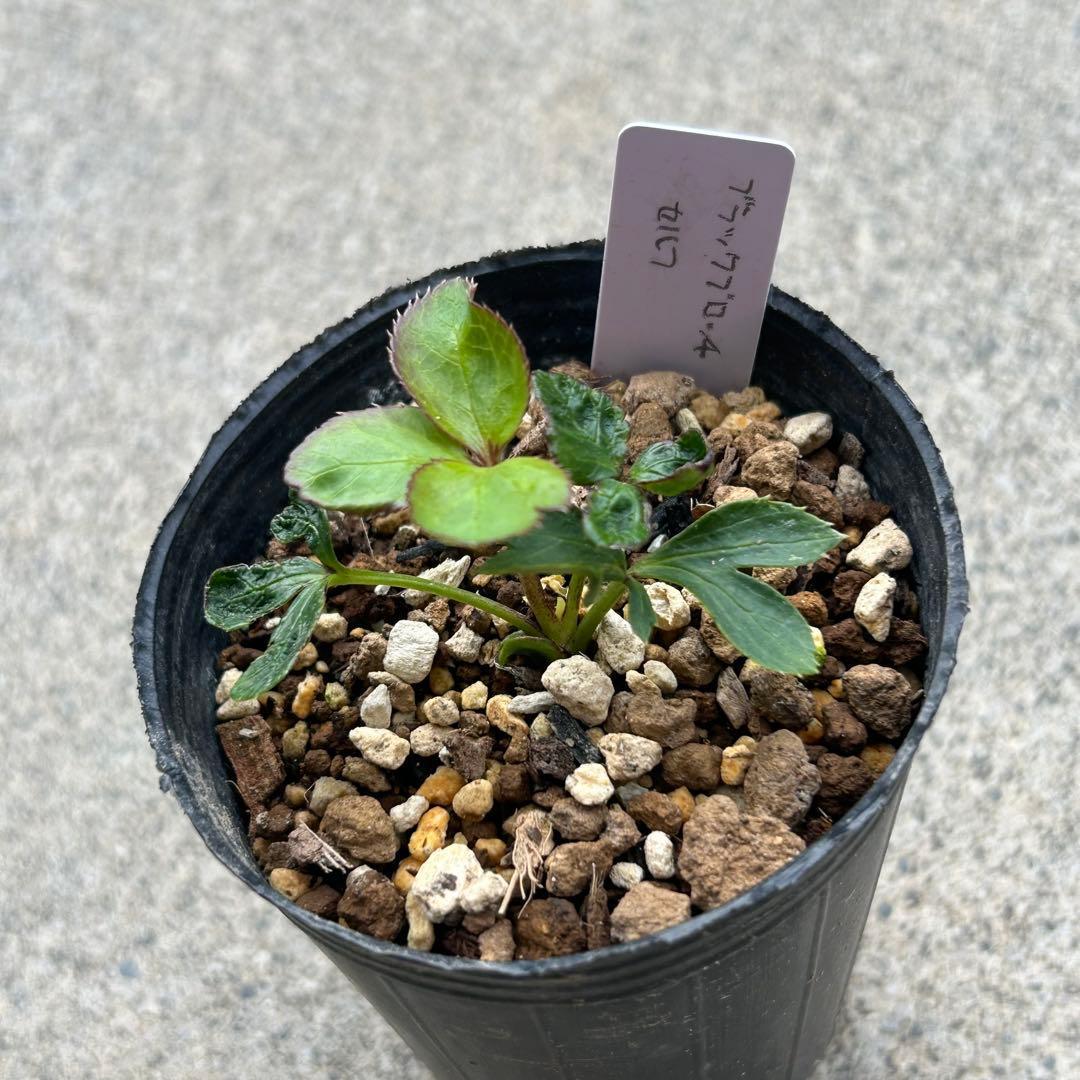 たんたんBwg026 クリスマスローズ 小苗 セット