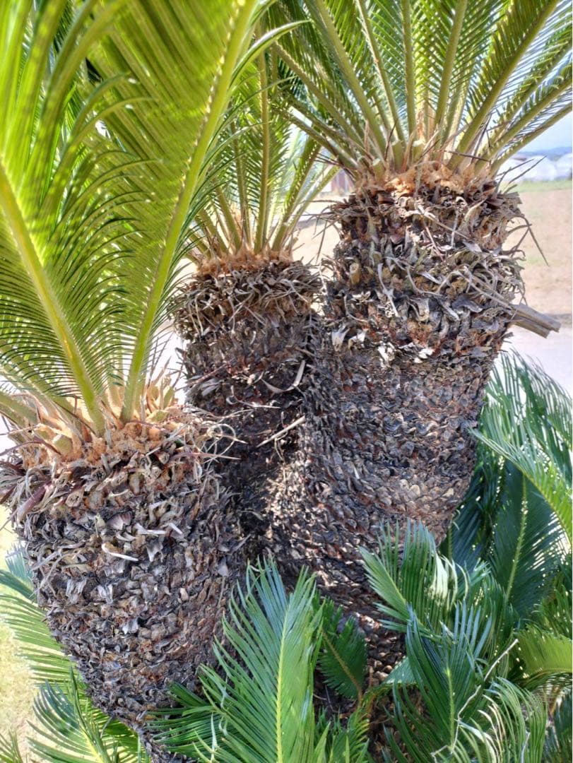 ソテツ 3頭 子株 多数