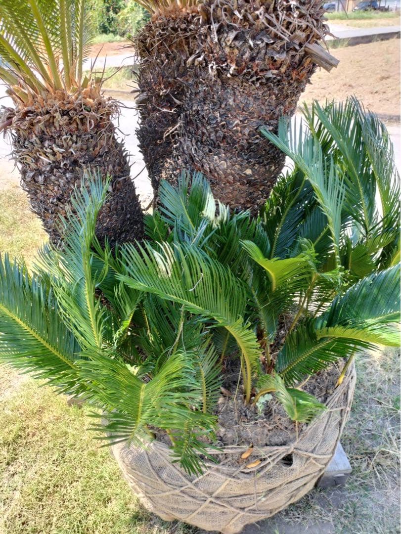 ソテツ 3頭 子株 多数