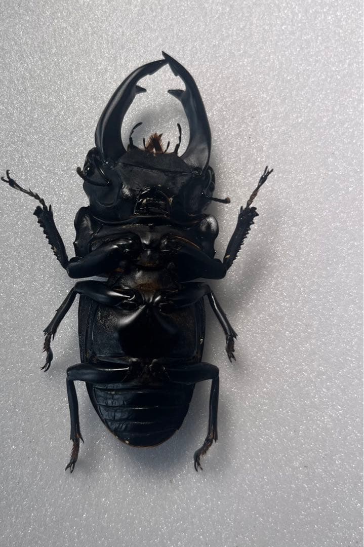 オオクワガタ89.8mm 能勢産　YG血統 昆虫標本用として