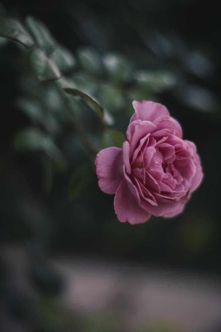 改良型タクマー！SMC takumar 55mm F1.8 M42マウント