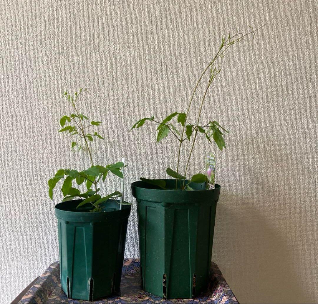 クレマチス　５種　　専用