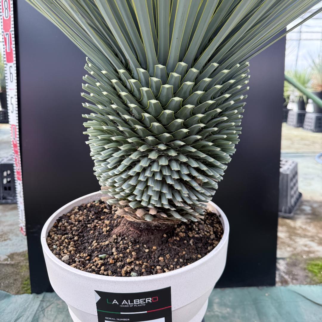 【AL-F1161】ユッカ　ロストラータ　超美形　極太　強シルバー個体