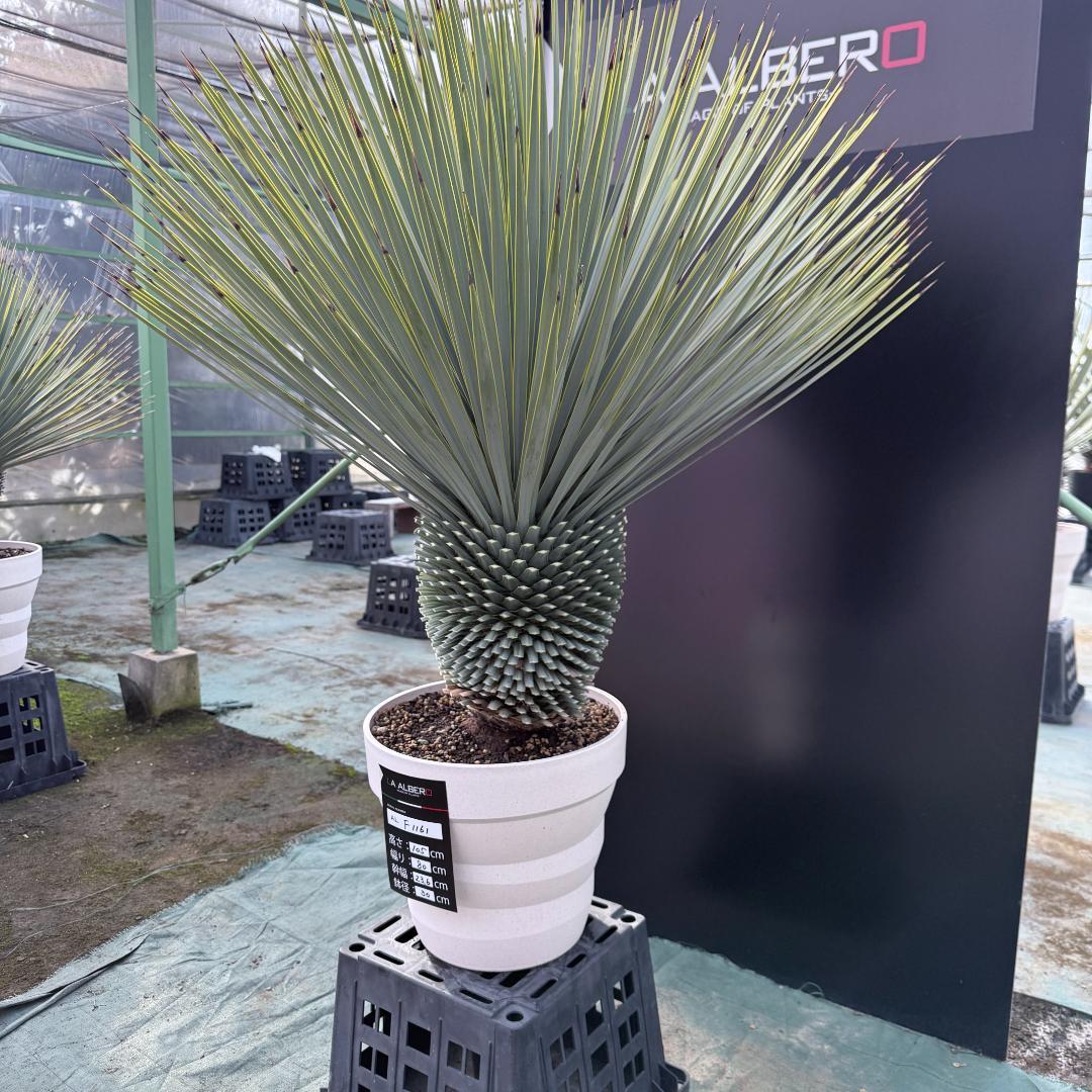 【AL-F1161】ユッカ　ロストラータ　超美形　極太　強シルバー個体