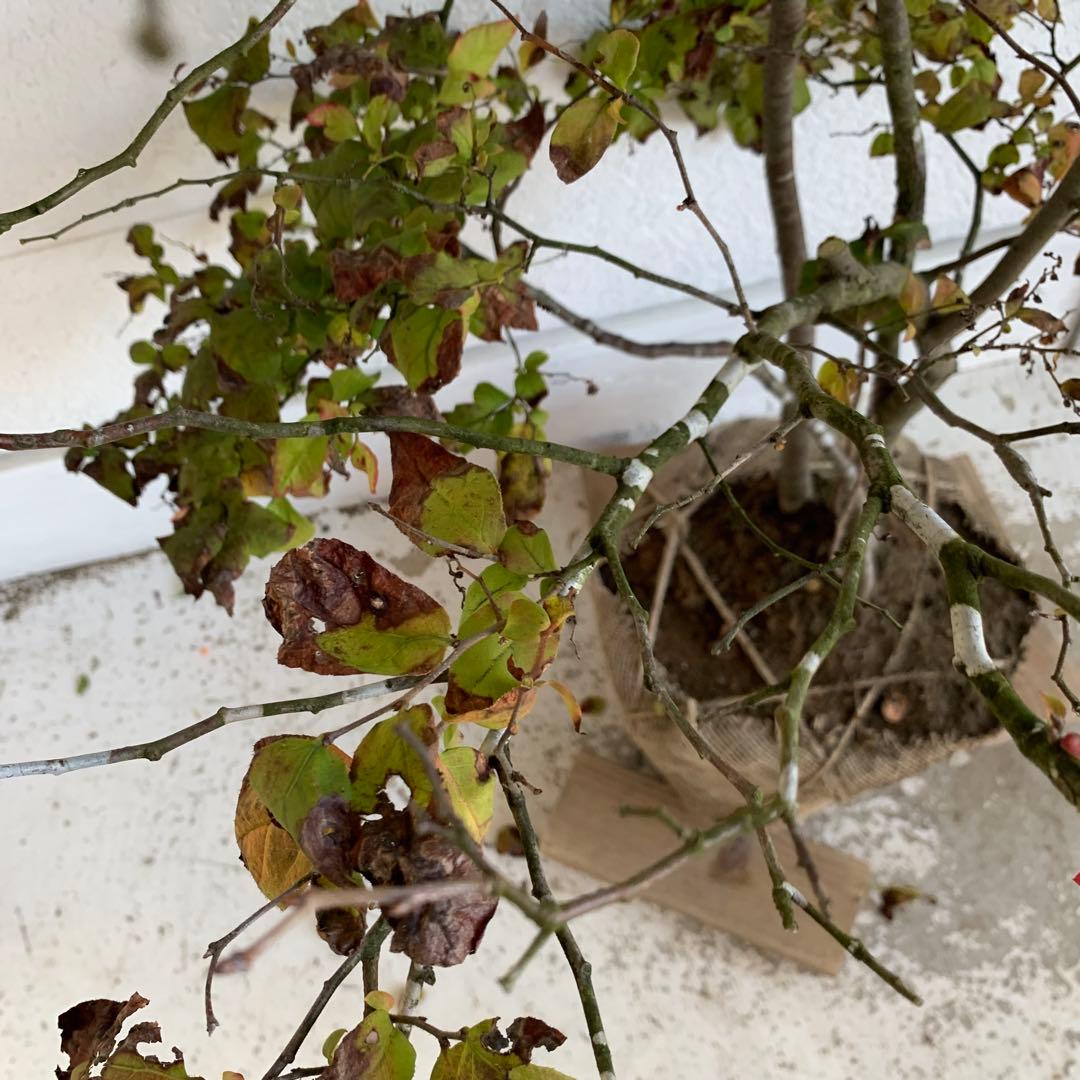 大株　ナツハゼ　約:130cm 【夏櫨/落葉樹/果樹苗】403371