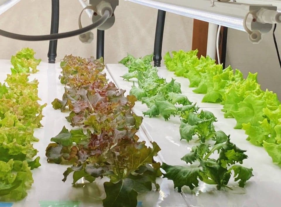 業務用　水耕栽培キット　ネオテラス　60Hz