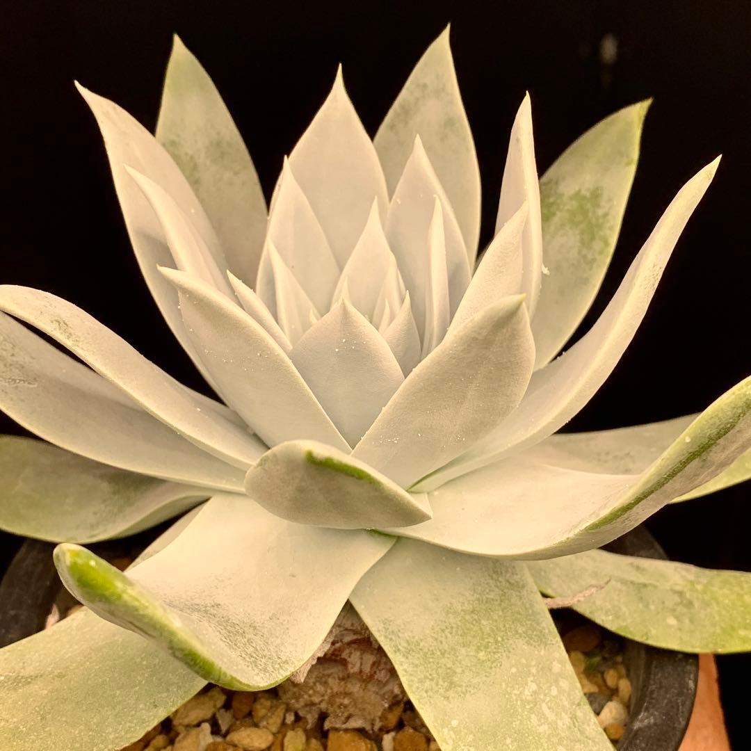 大型真っ白！　仙女盃　ダドレア　ブリトニー　多肉植物　実生