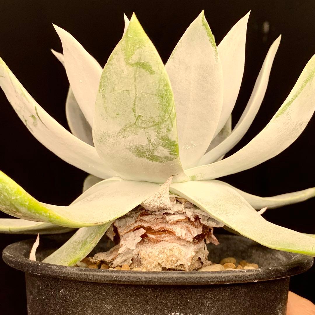 大型真っ白！　仙女盃　ダドレア　ブリトニー　多肉植物　実生