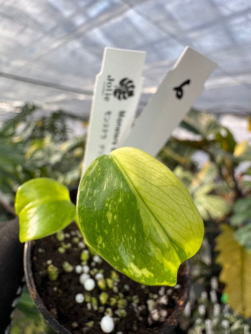 6 モンステラ　エレクトロライト　組織培養苗　順化済