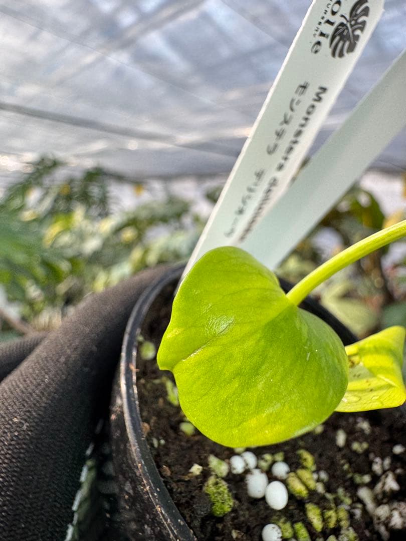 6 モンステラ　エレクトロライト　組織培養苗　順化済