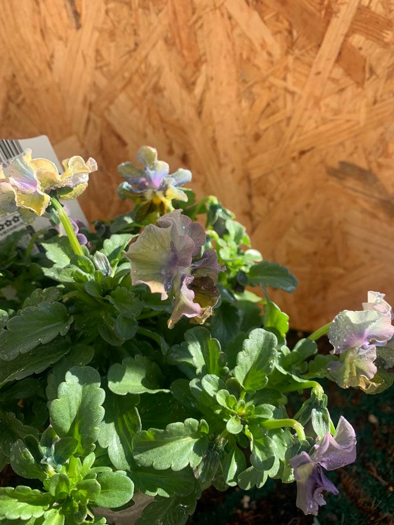 わ*び様 すみれ図鑑　1苗 他