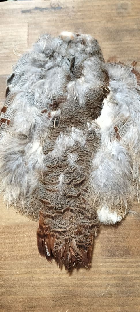 【フライタイイング】ハックル ケープ・クイル 5点まとめ売り