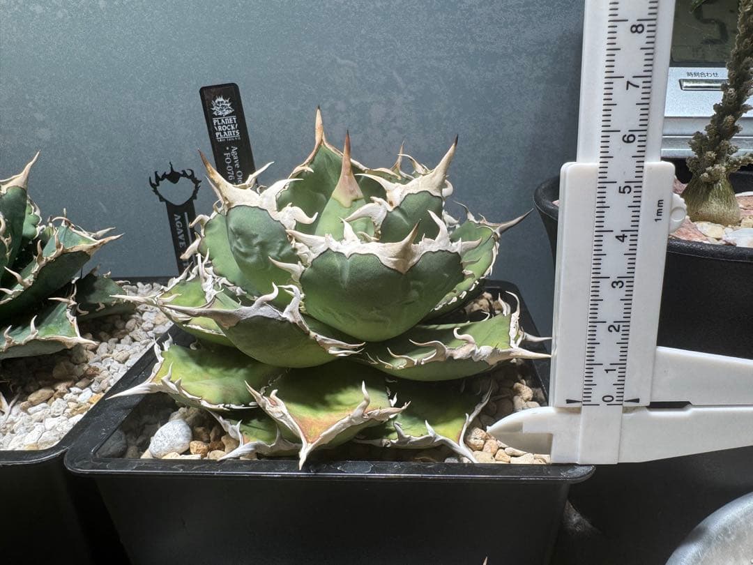 アガベ チタノタ　オテロイ　FO076 中株