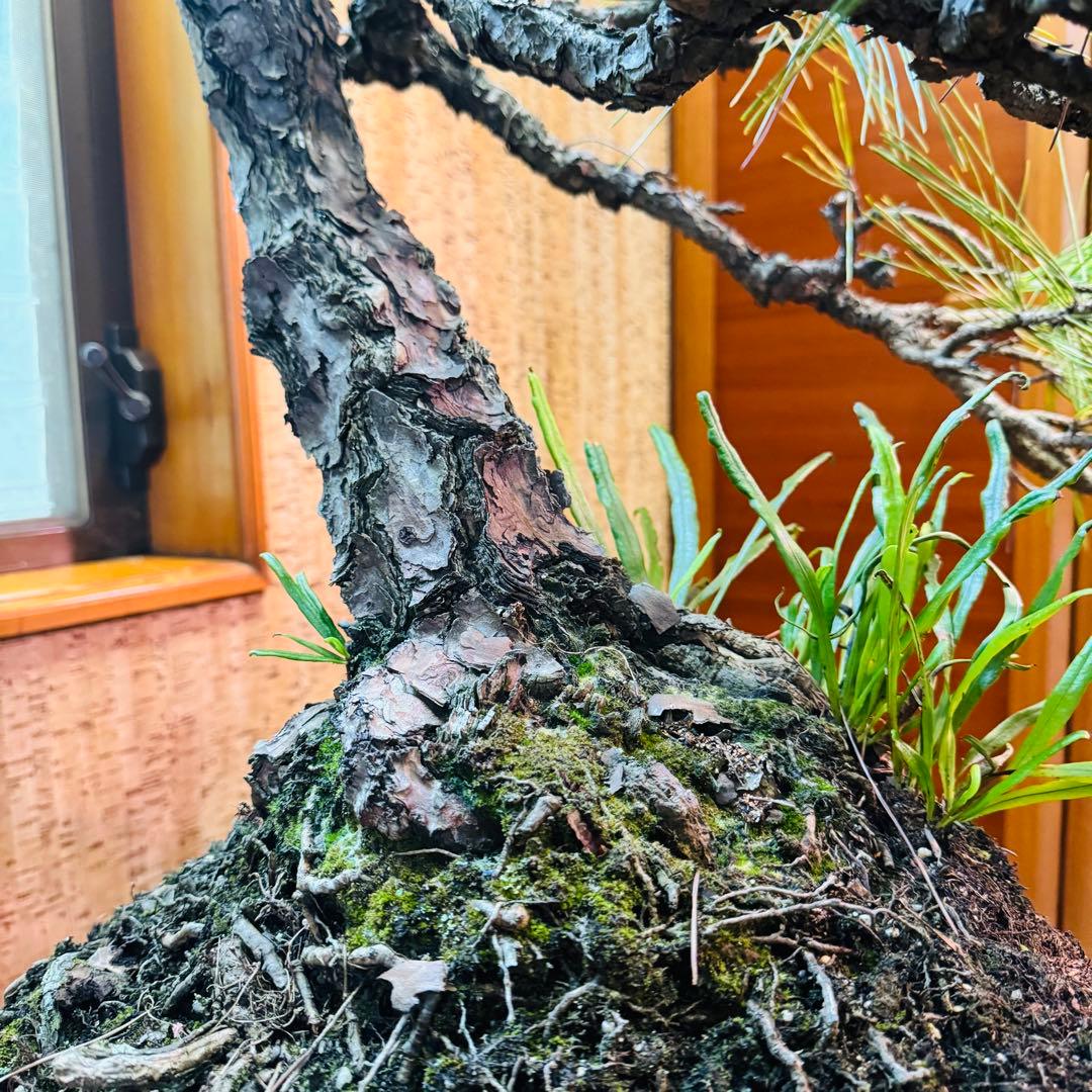 Porco　【特価】松盆栽大品　樹高 90cm 特大