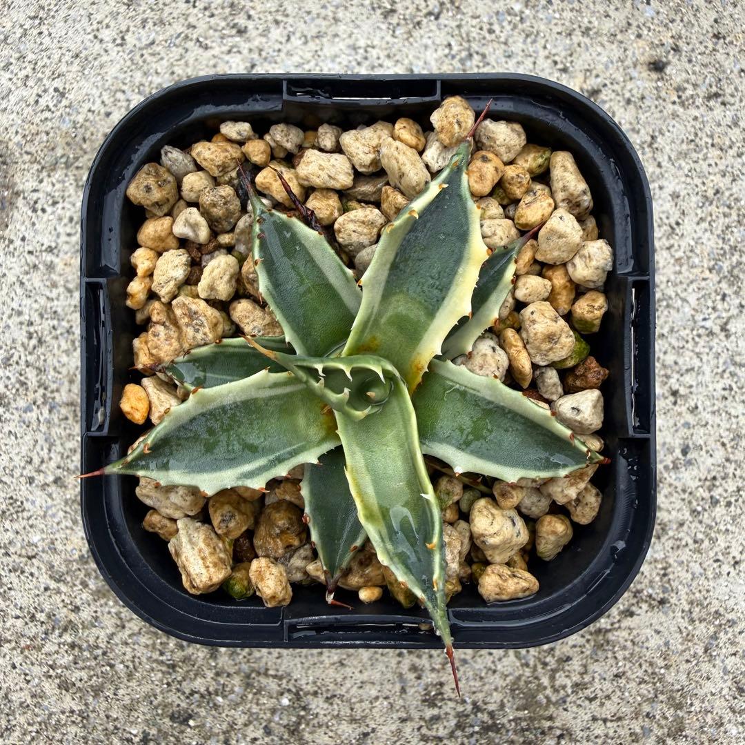 【激熱 激レア】アガベ サブシンプレックス 錦 超希少株