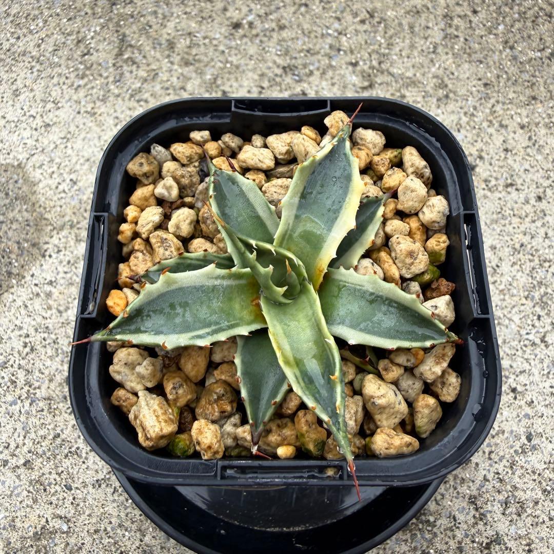 【激熱 激レア】アガベ サブシンプレックス 錦 超希少株