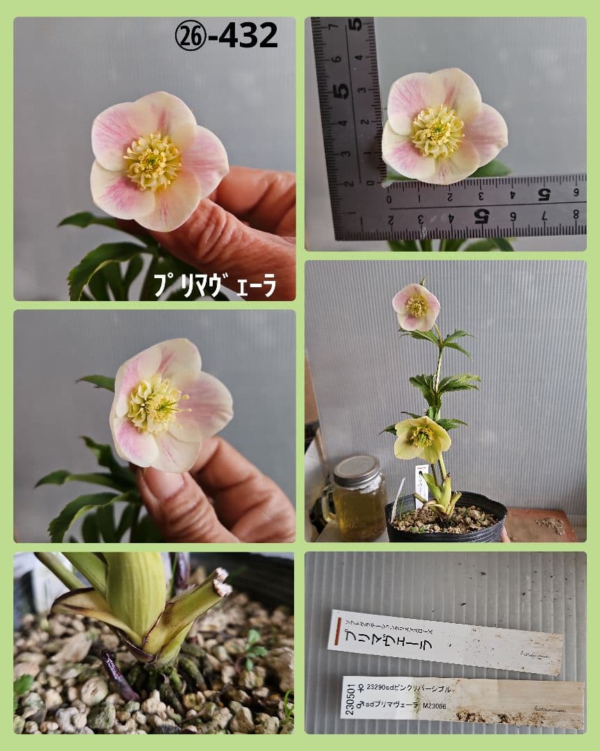 ★Orange様ご購入苗クリスマスローズ6点