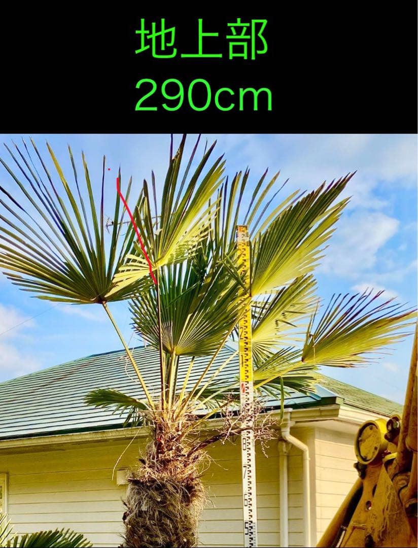 送料込❗️トウシュロ 特大1本 超耐寒性