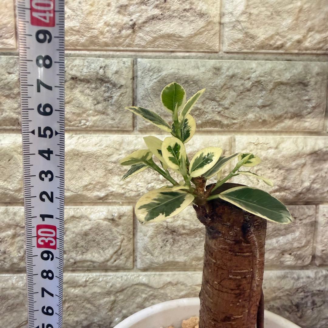 パンダガジュマル 斑入り 接木株 太幹 6号鉢 発根済・新芽あり