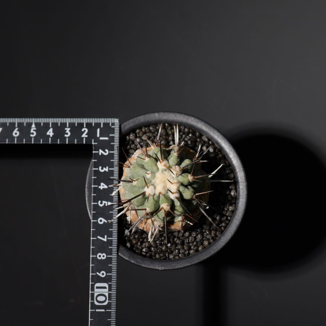 黒王丸　現地球カキコ　白肌　SRL鉢