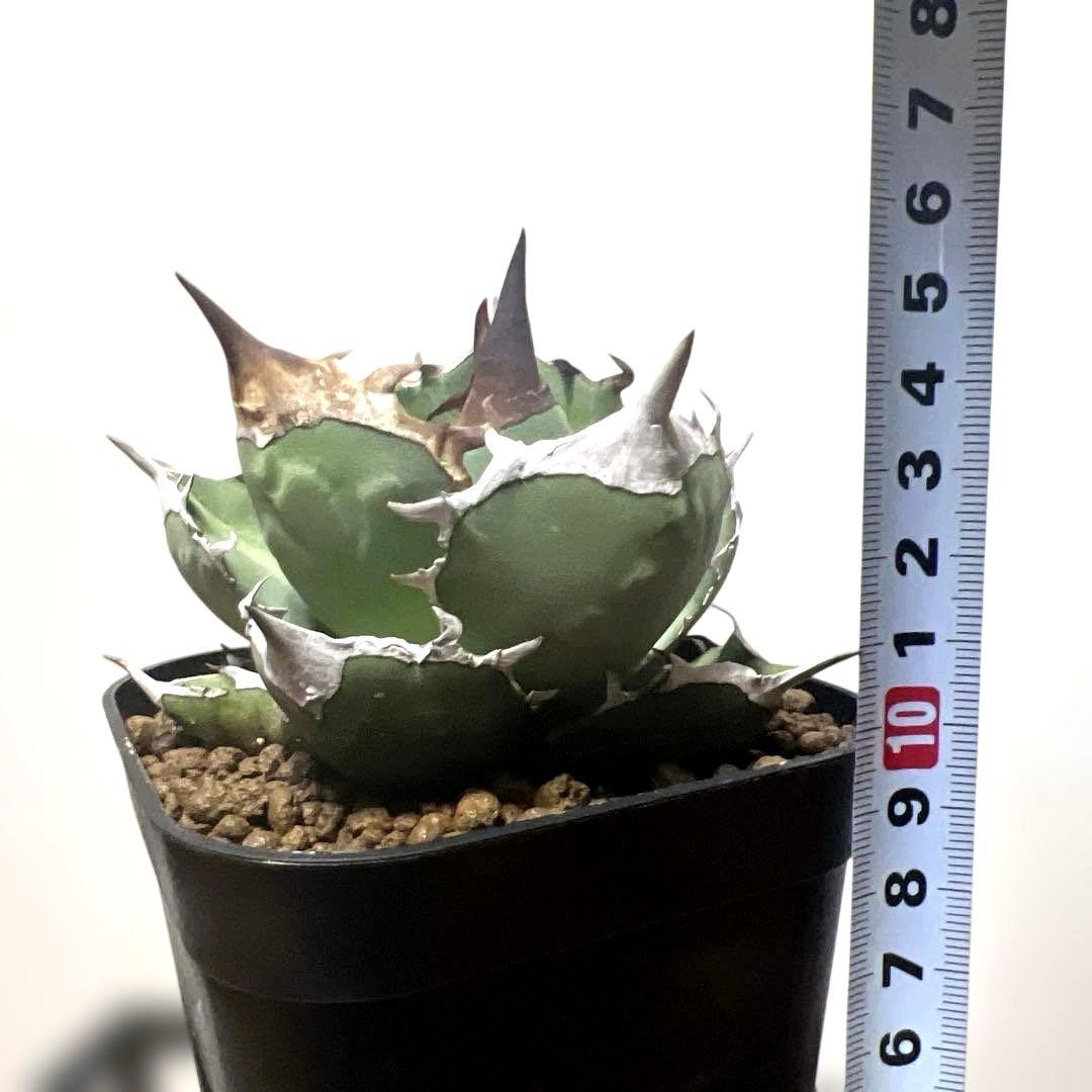 アガベ 鉢植発送 白犀牛 極上血統 スペシャル個体 中株サイズ