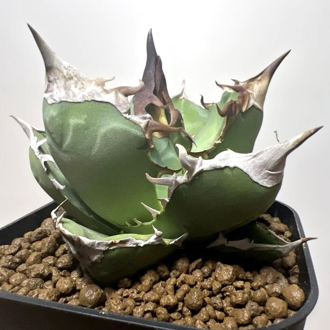 アガベ 鉢植発送 白犀牛 極上血統 スペシャル個体 中株サイズ