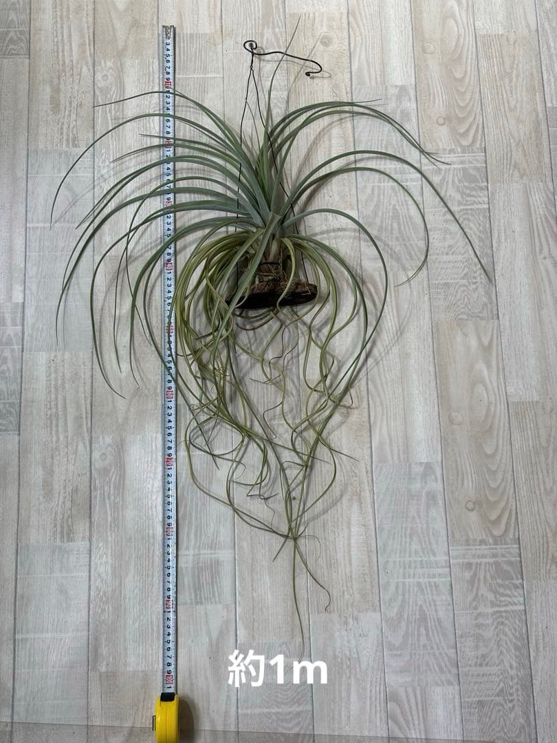 ティランジア レディーフォーリフトオフ / 特大株 交配種 チランジア 希少株