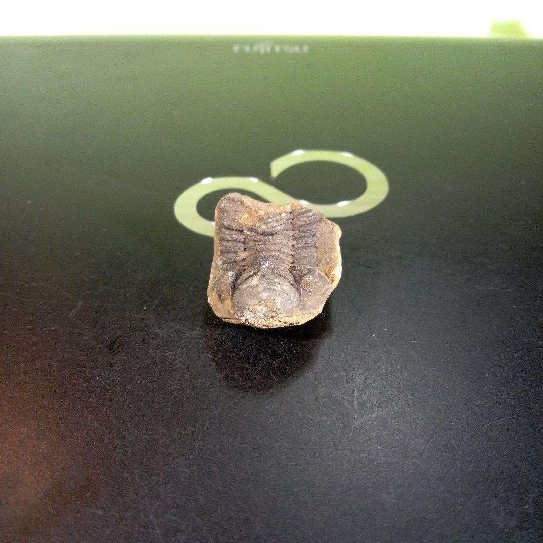 三葉虫　化石　fossil　海　ボリビア産　trilobite　海生動物種別⑤