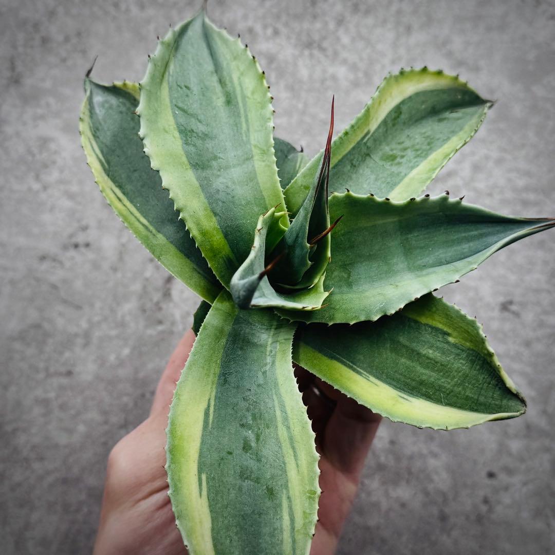 ポ*カ様 多肉植物・アガベ・オルカ・斑入り・SSS級美株