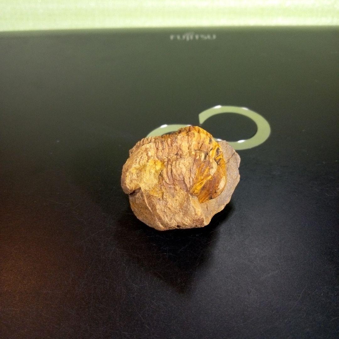 三葉虫　化石　fossil　ボリビア　trilobite　三葉虫綱　三葉虫管理⑩