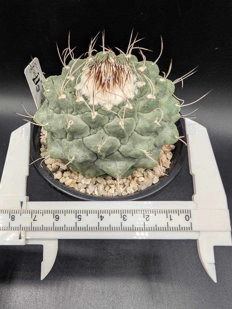 1*o様 菊水 大型タイプ国内実生 鉢植え メルカリ便送料込み