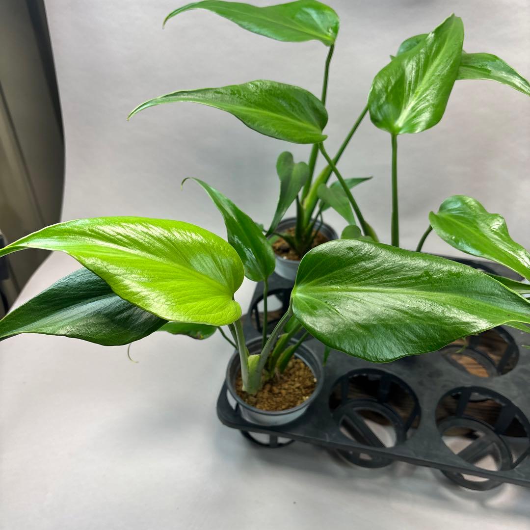 ぴ*く様 5株ms51セットモンステラ バールマルクスフレーム