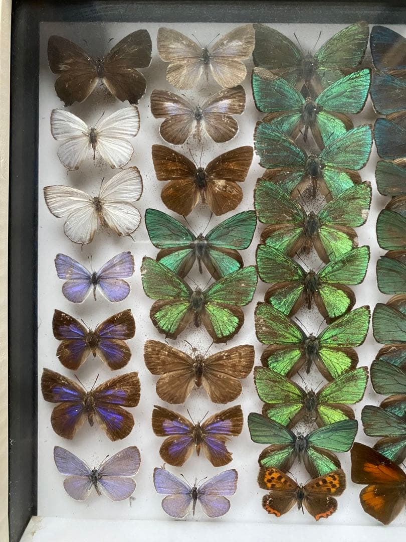 蝶々標本52頭　木製額(ガラス) 約21cm x 27cm