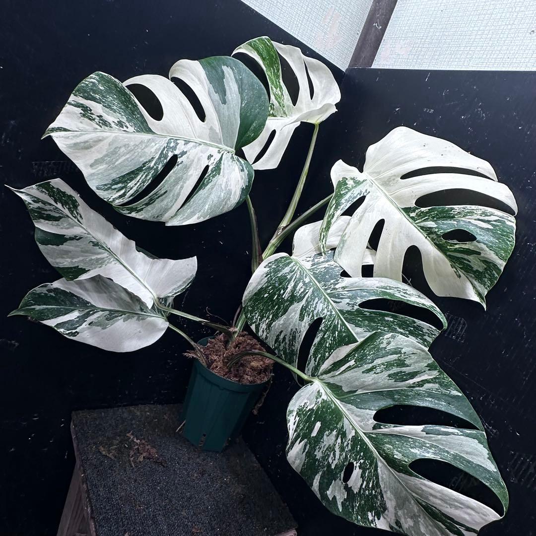 ビ*ズ様 斑入りモンステラ ホワイトタイガー極美大株65cm白斑多