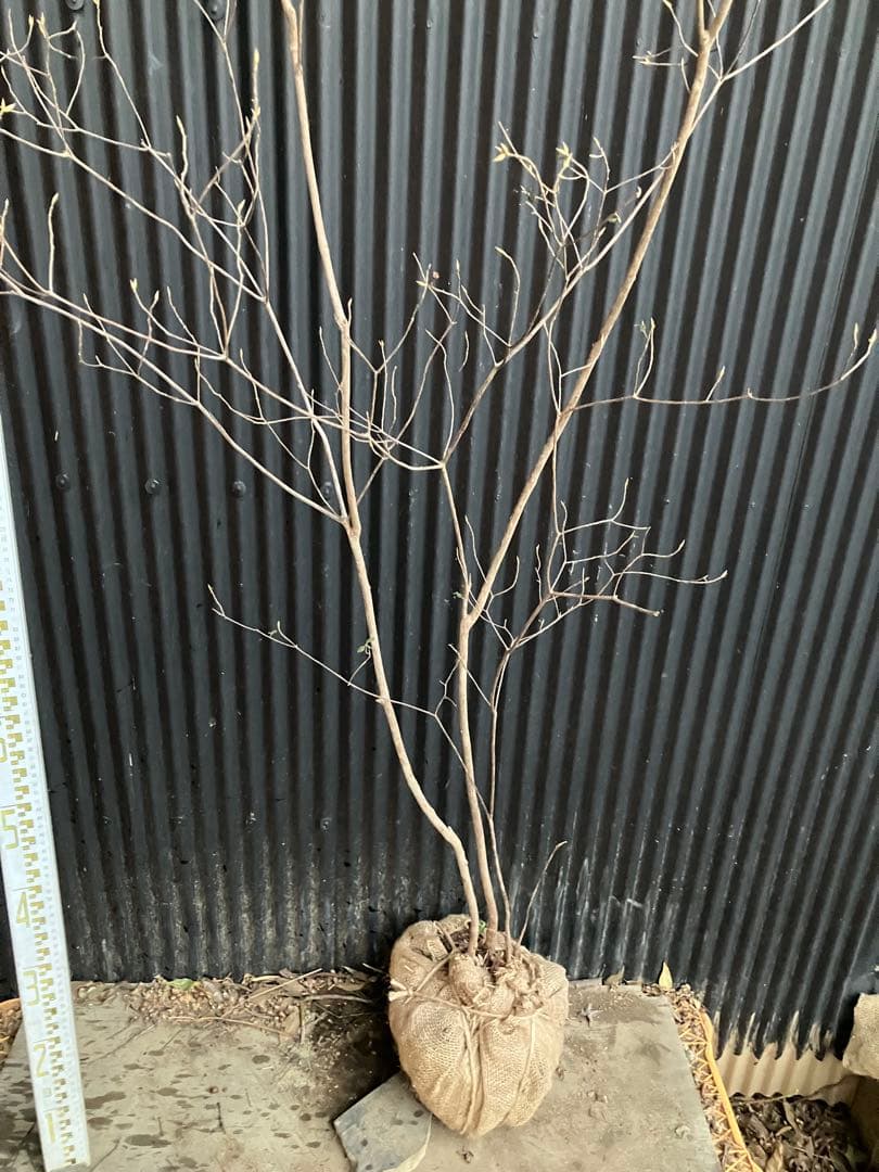 Yです！ 山採り　バイカツツジ