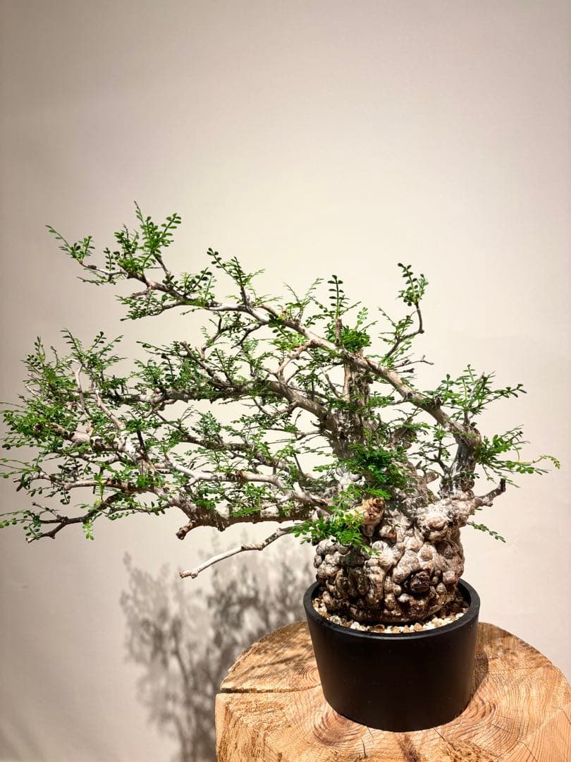 超美肌　雌株　ボコ肌　白肌　オペルクリカリア　パキプス　塊根植物