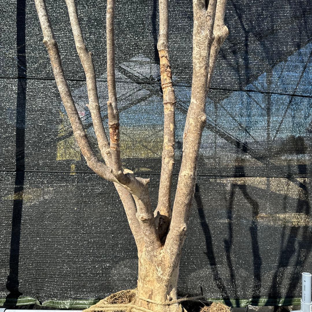 《お引き取り/本州配送可》特大極上株/ドウダンツツジ【現品限り】6