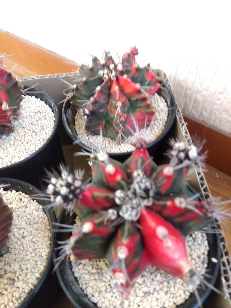 サボテン　緋牡丹錦　接木　9鉢セット❗大特価❗　①